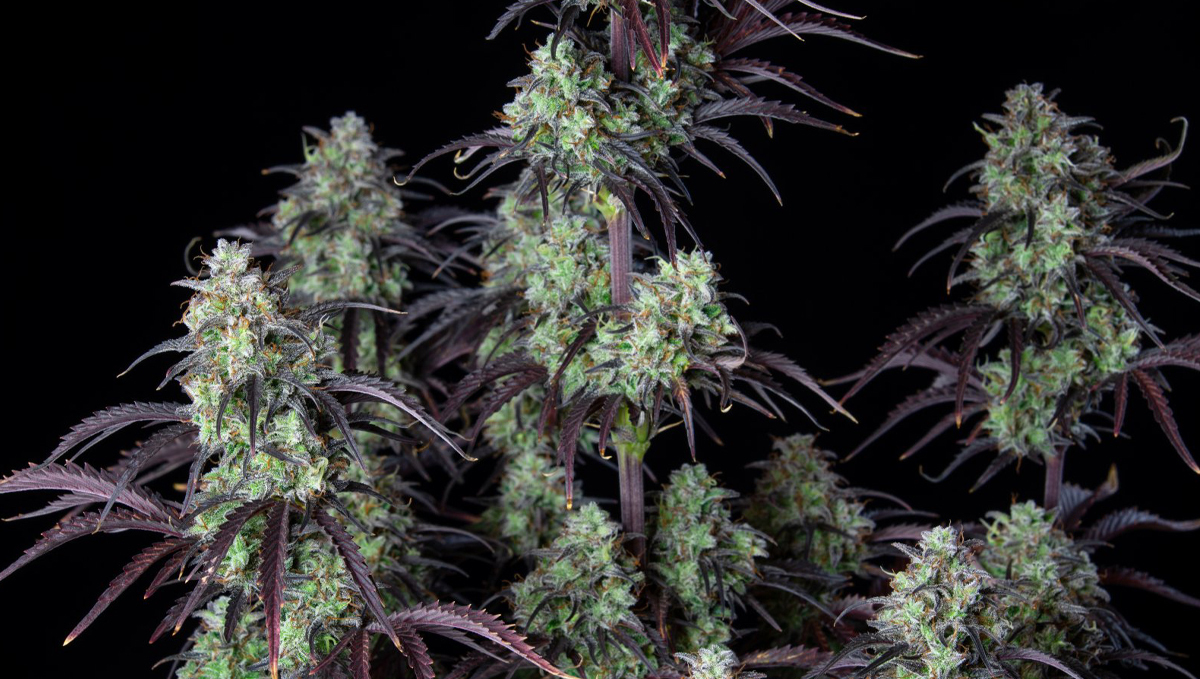 Top 10 strains to grow outdoors: Bush of Mimosa Cake Auto
