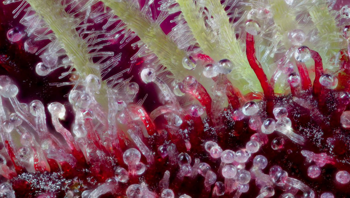 A macro photo of cannabis' trichomes. A macro photo of cannabis' trichomes.