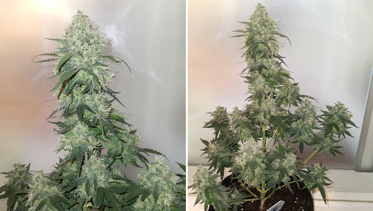 Five shortest autoflower strains: rhino ryder auto Five shortest autoflower strains: rhino ryder auto