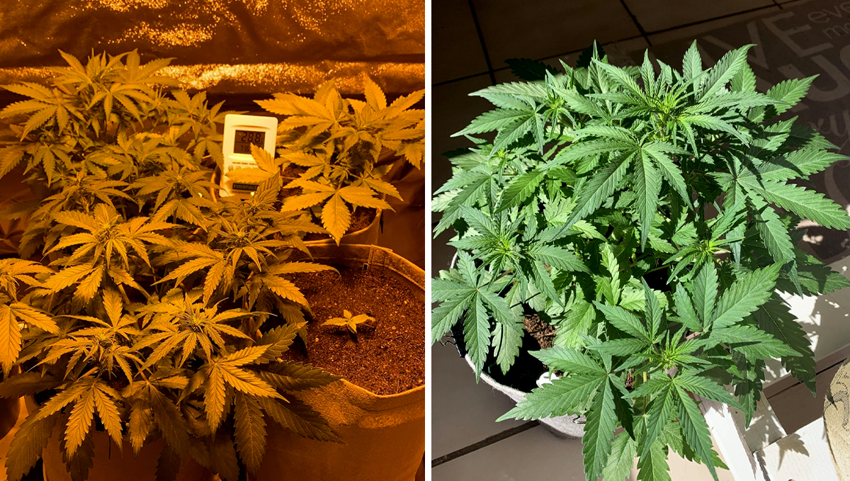 BubbleGum Auto: week 5