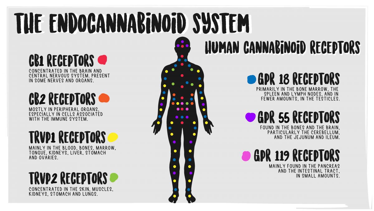 What happens when you stop consuming weed: cannabinoid receptors