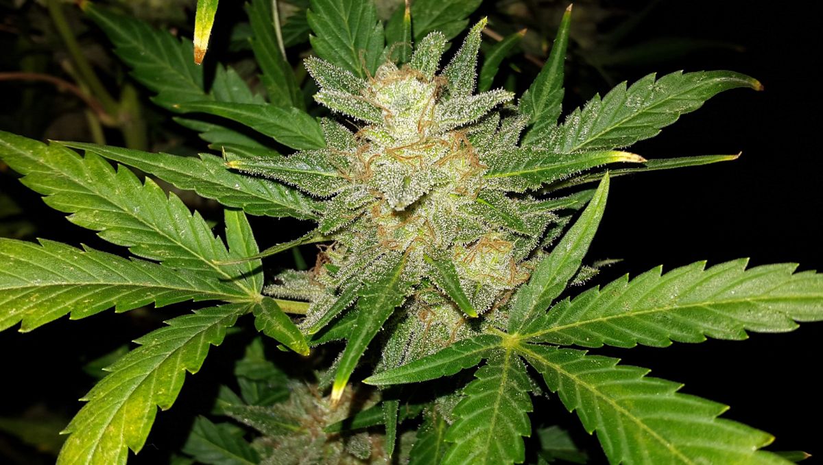 Top 10 cheap seeds: ak auto