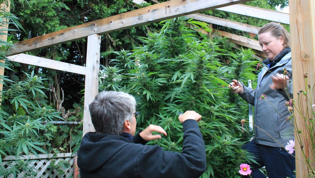 Check out @AnneJ's trimming skills at her garden! Check out @AnneJ's trimming skills at her garden!