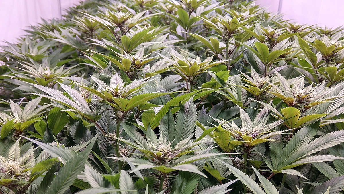 What are synthetic pgrs: natural pgrs What are synthetic pgrs: natural pgrs