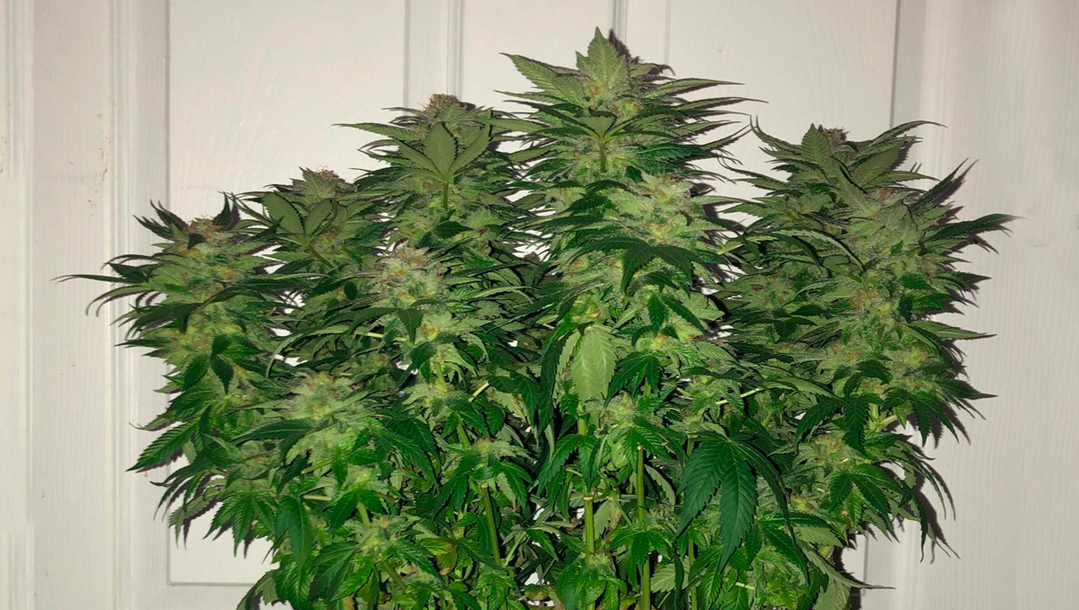 White Widow Photoperiodic strain