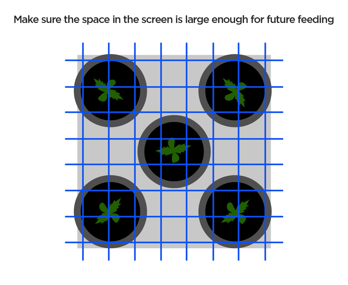 How To Grow Autoflowering Seeds Using SCROG: Space between pots How To Grow Autoflowering Seeds Using SCROG: Space between pots