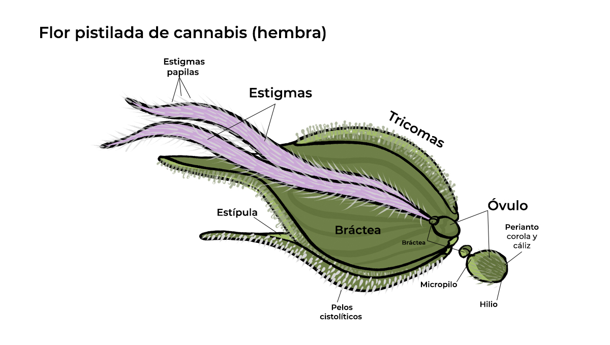 Anatomía de las plantas de cannabis: cálices
