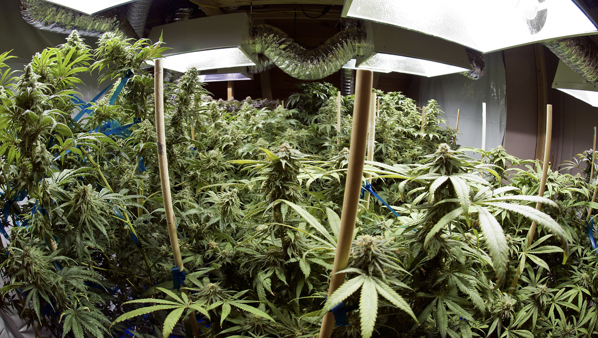 Indoor growing emergencies: precautions Indoor growing emergencies: precautions