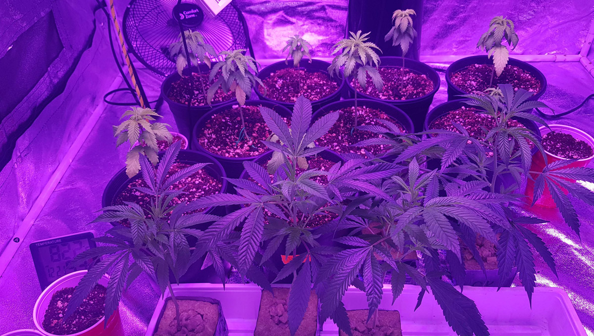 Check @Infinitiverse's indoor grow!