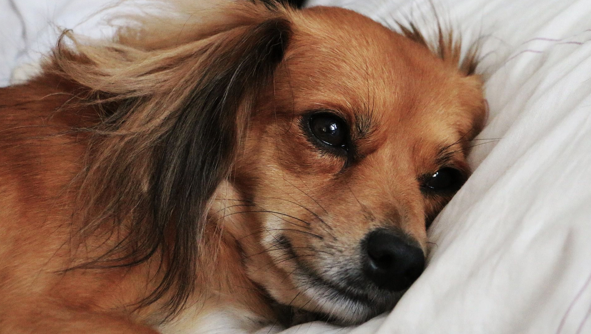 Cannabis secondhand smoke could harm your dog