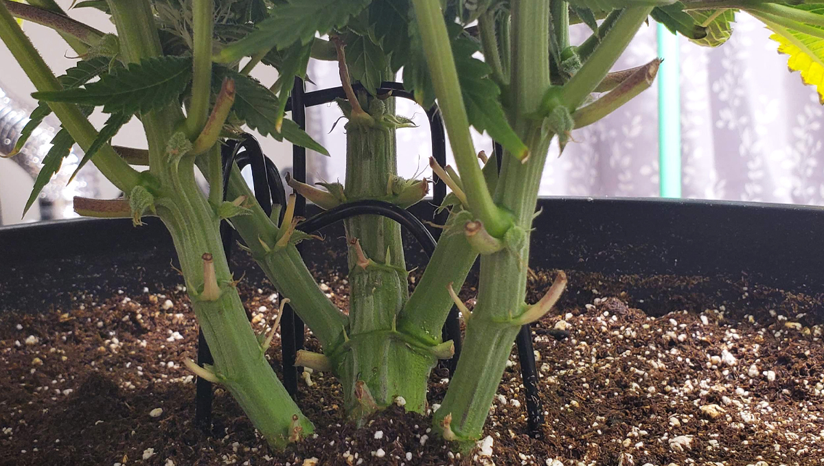 Top 4 training techniques for autos: the tie down method