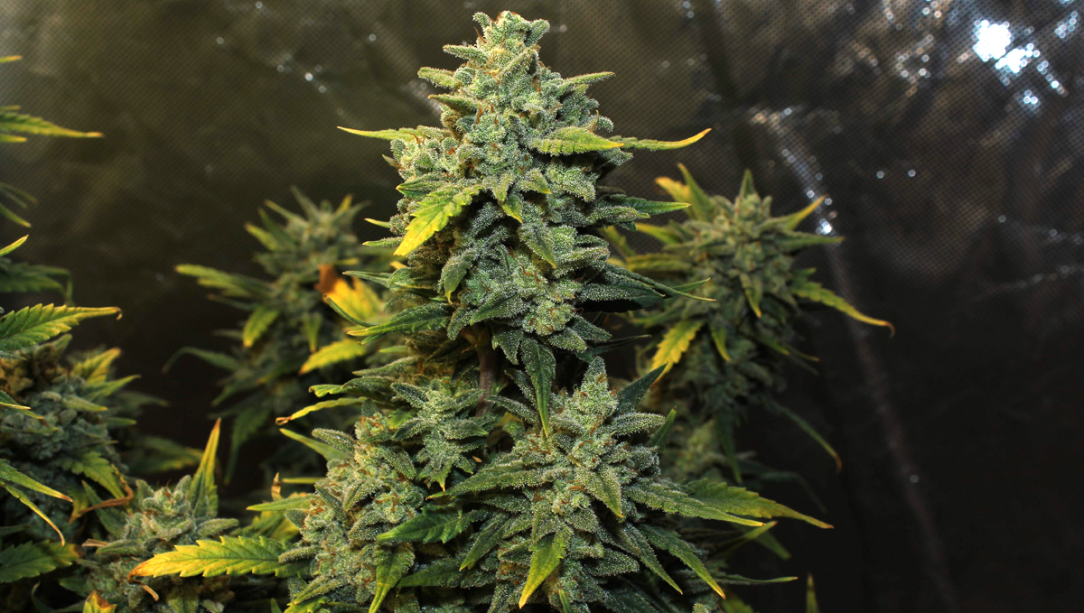 Chemdawg auto guide: history Chemdawg auto guide: history