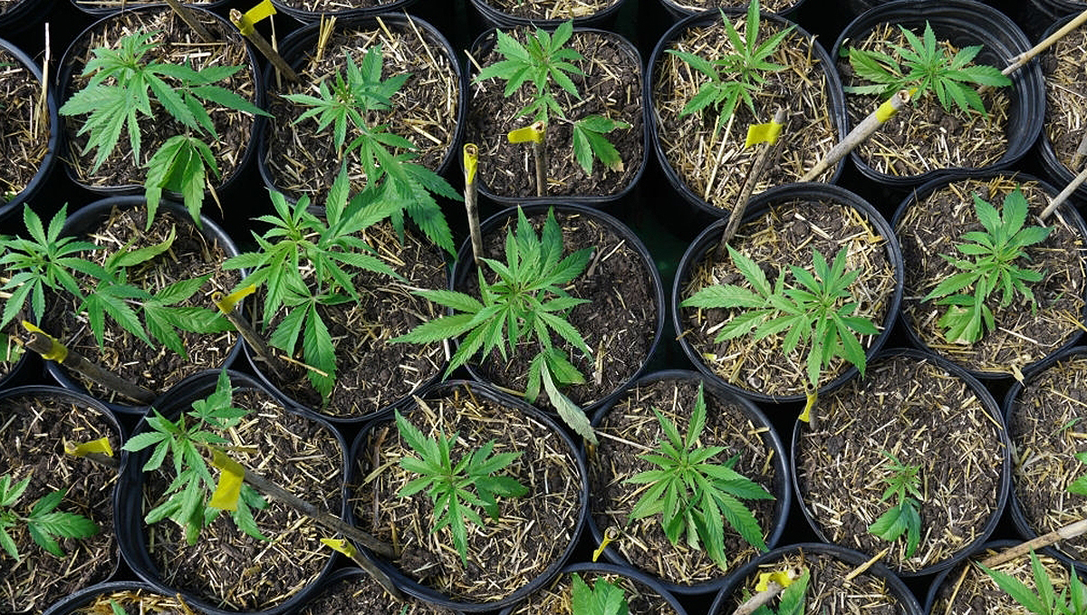 Growing Autoflowering Cannabis Outdoors: cannabis in the vegetative stage Growing Autoflowering Cannabis Outdoors: cannabis in the vegetative stage