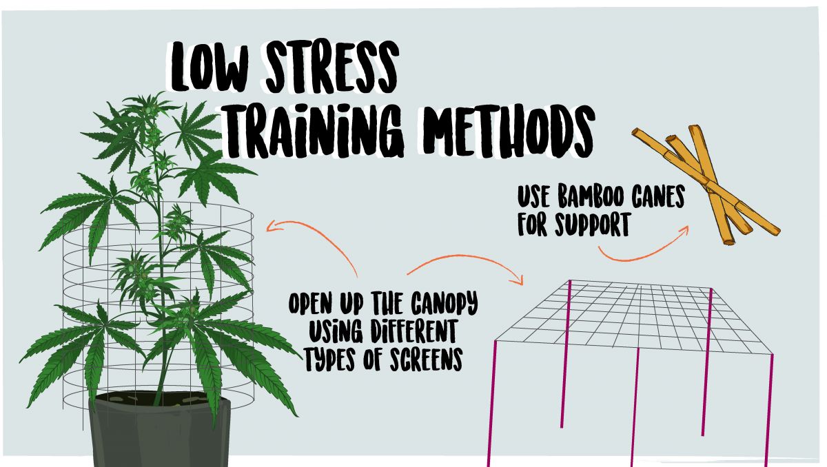 Pěstování samonakvétacího konopí venku: Výcvik rostlin Pěstování samonakvétacího konopí venku: Výcvik rostlin