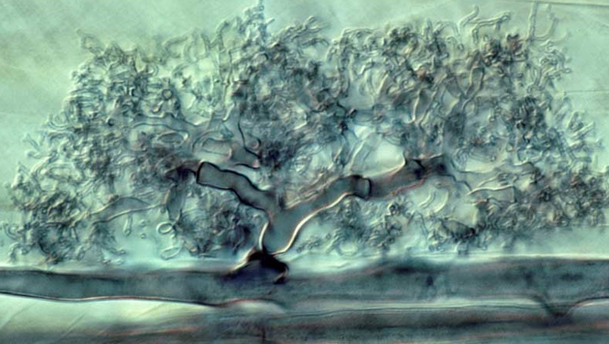 Cannabis and mycorrhizae: ericoid fungi Cannabis and mycorrhizae: ericoid fungi