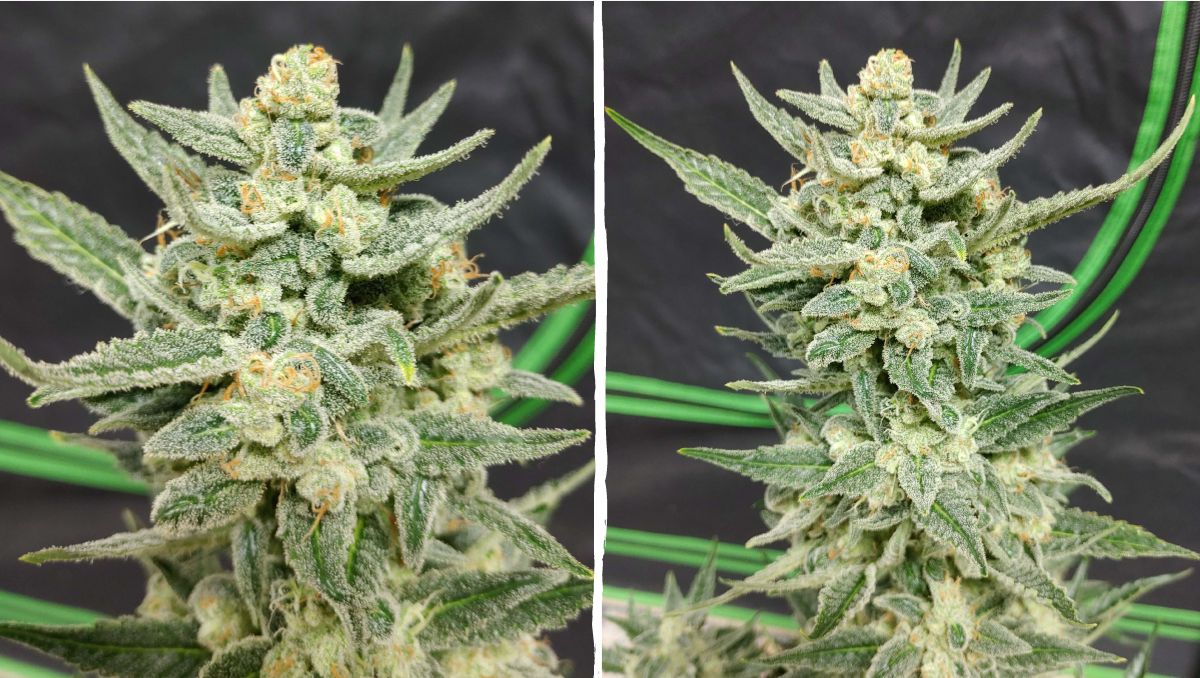 Top 5 aut s nejvyšším obsahem THC: strawberry banana auto Top 5 aut s nejvyšším obsahem THC: strawberry banana auto