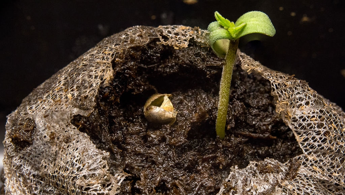 Growing Autoflowering Cannabis Outdoors: cannabis seedling Growing Autoflowering Cannabis Outdoors: cannabis seedling