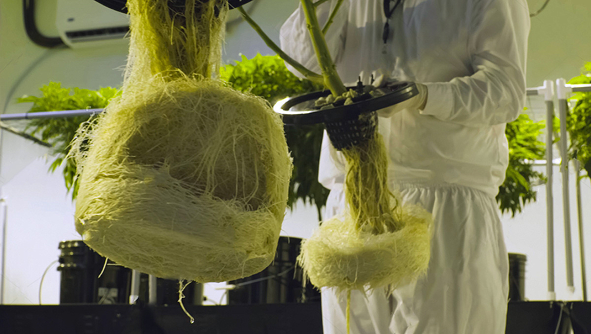 Growing in Hydroponics: Roots