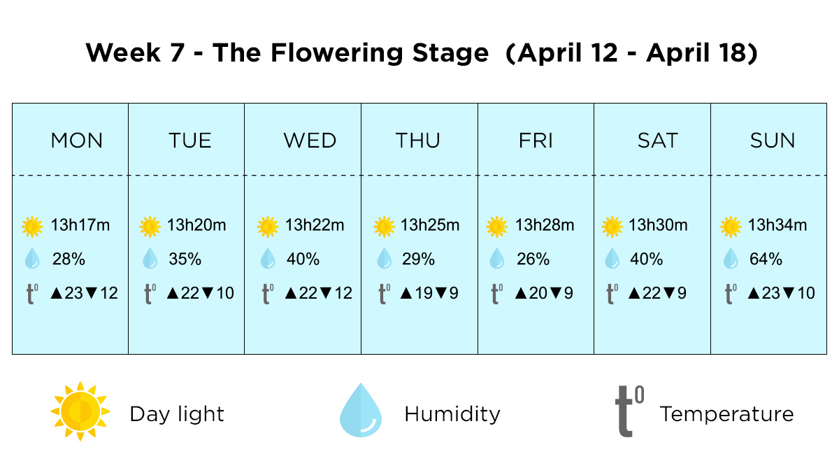 Growing cannabis outdoors in Italy: week 7 of the vegetative stage