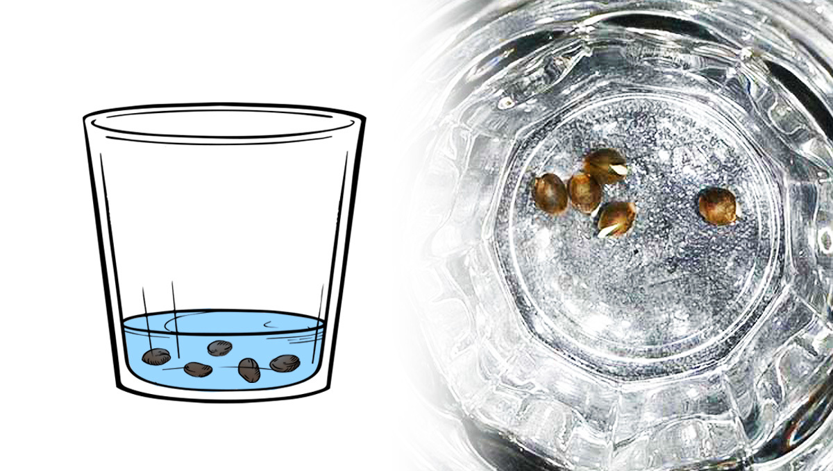 Illustration von Cannabissamen in einem Glas mit Wasser