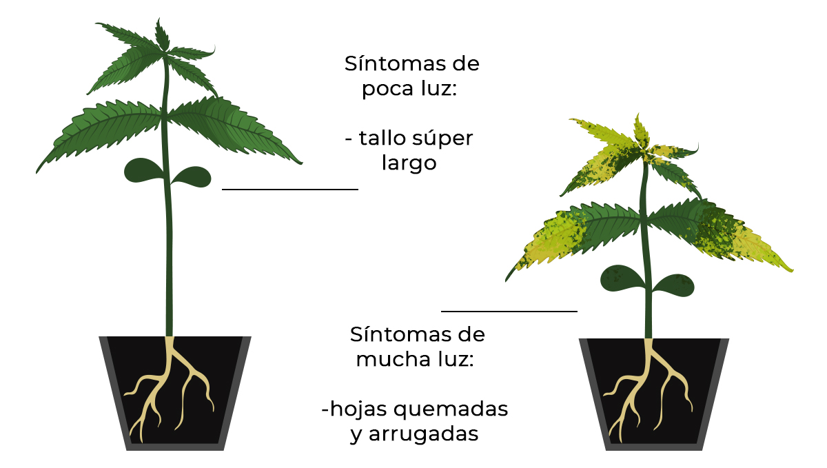 Problemas comunes de las plántulas de cannabis: luz Problemas comunes de las plántulas de cannabis: luz