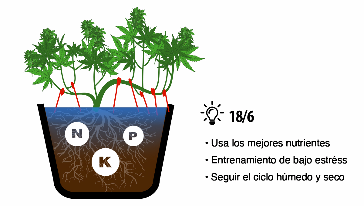 Cómo cosechar autoflorecientes: consejos de cultivo Cómo cosechar autoflorecientes: consejos de cultivo