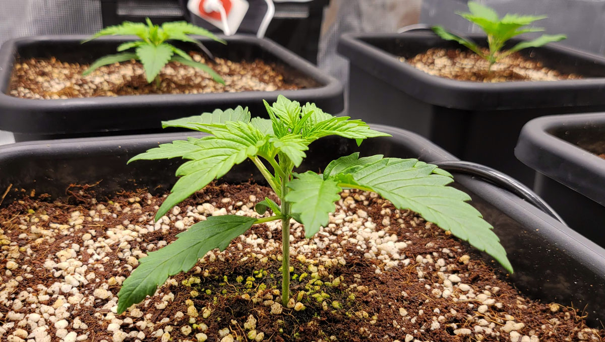 Gorilla Cookies Auto, guía semanal de la variedad: Cannabis en Autopots Gorilla Cookies Auto, guía semanal de la variedad: Cannabis en Autopots