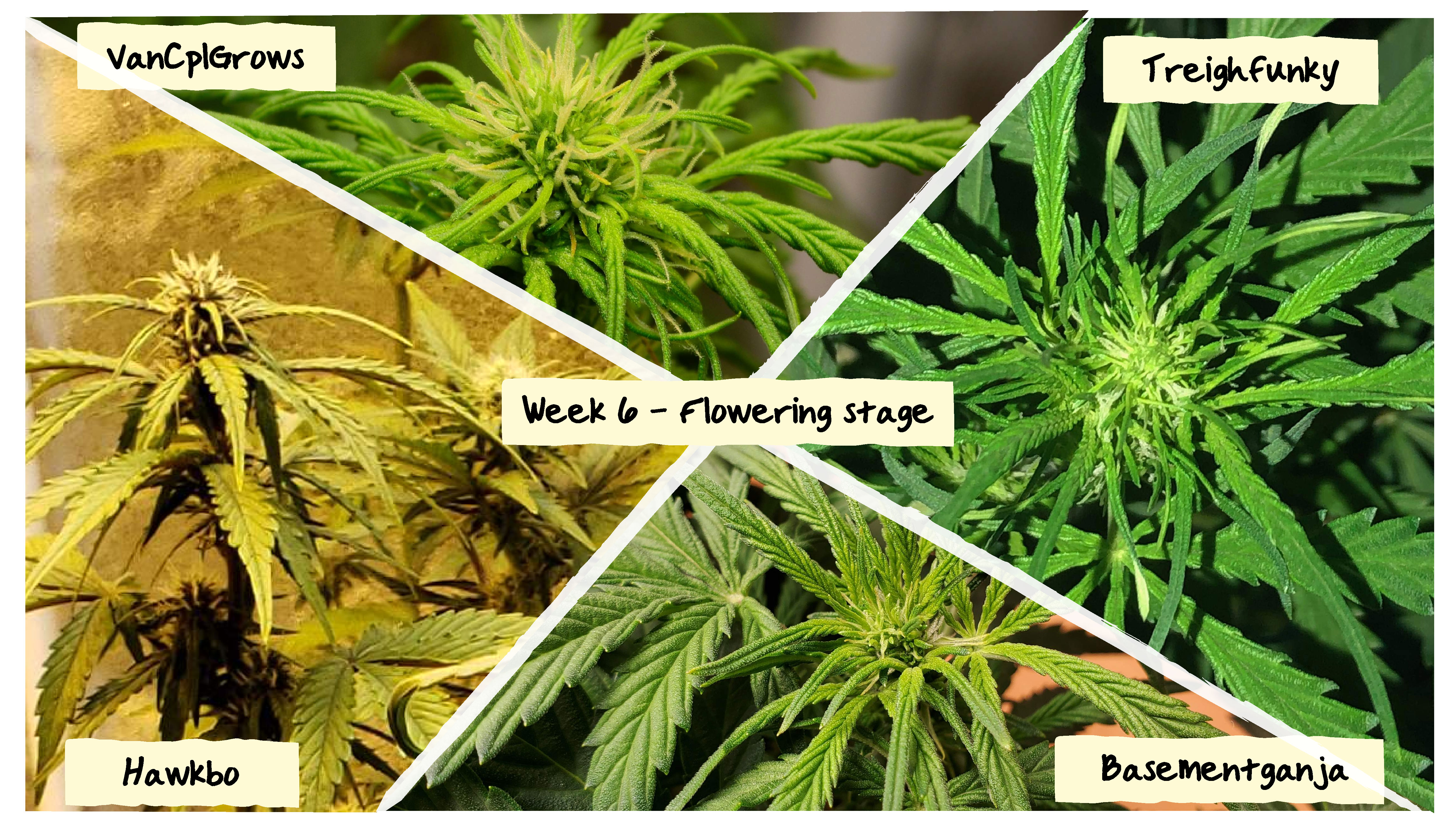 Week 6 Grow Progress