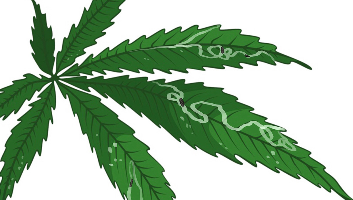 Leaf Miners on Cannabis plants