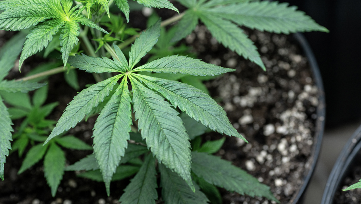 Guanokalong feeding chart: veg pearls