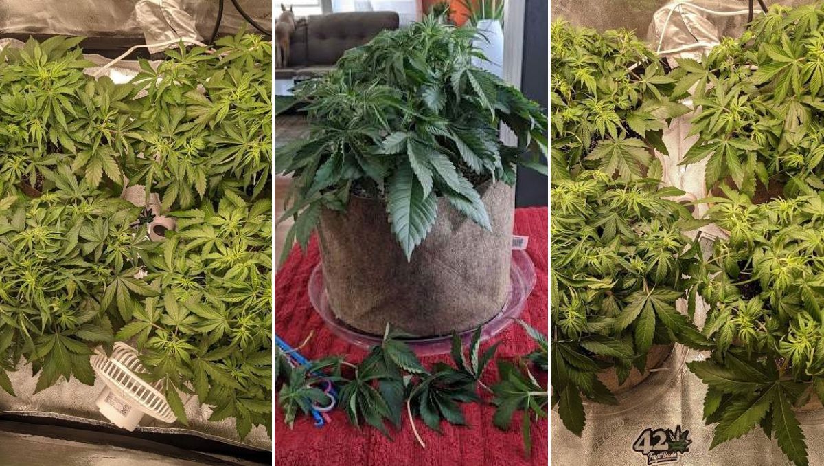 Gorilla Cookies Auto, guía semanal de la variedad: El proceso y resultado de la defoliación Gorilla Cookies Auto, guía semanal de la variedad: El proceso y resultado de la defoliación