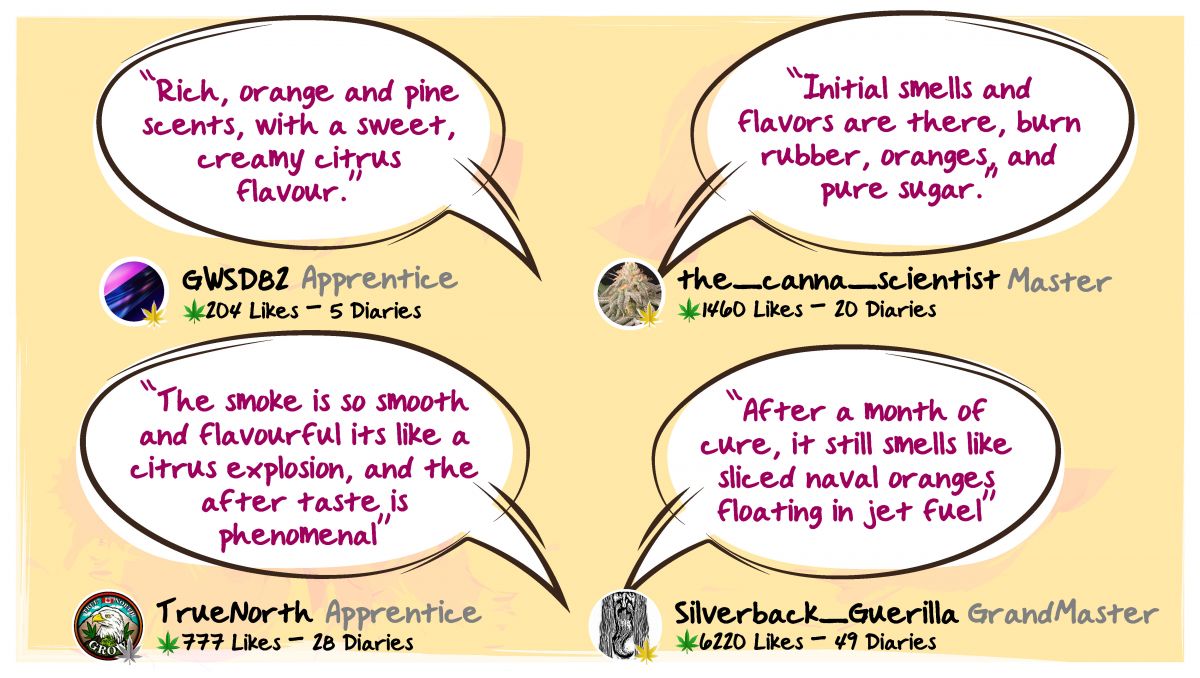 Orange Sherbet Auto Cannabis Strain Week-by-Week Guide: What growers have to say about smell, taste and effect