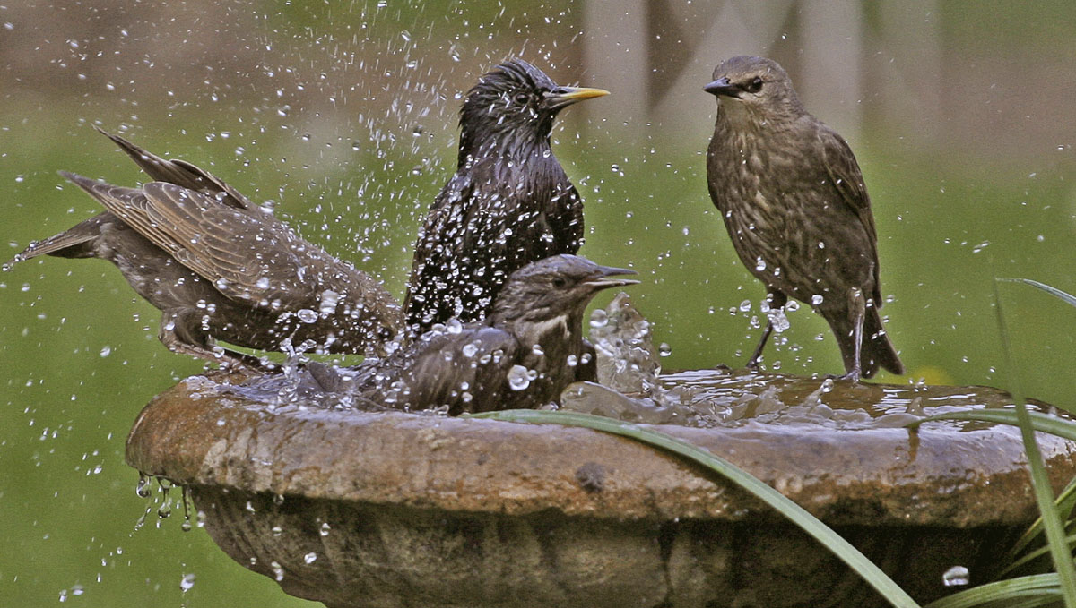 Turn into a Disney princess and call birds for help! Turn into a Disney princess and call birds for help!