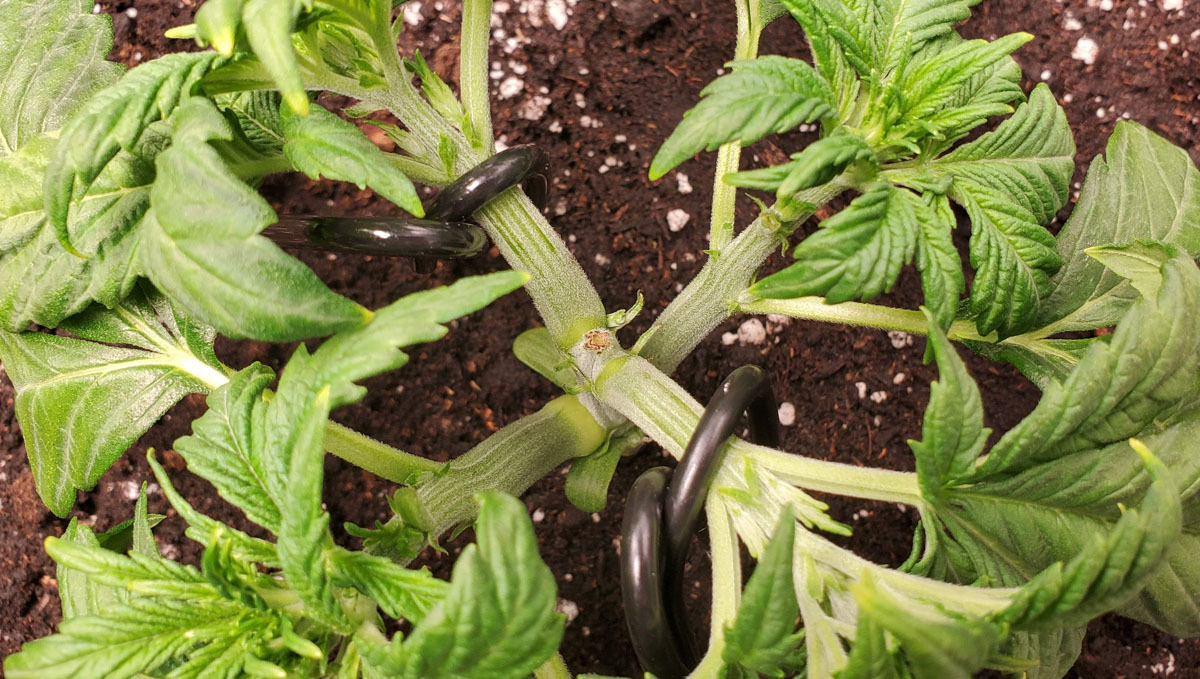 Topped and tied down autoflower