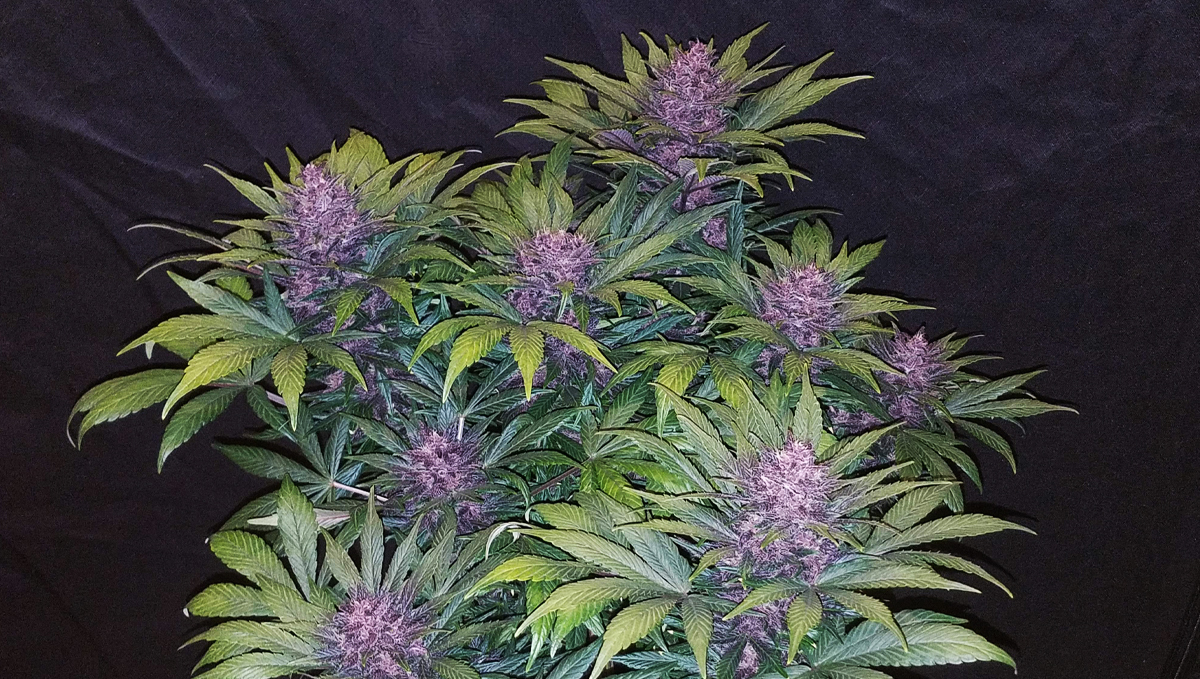 Can autoflowers grow in winter: blackberry auto Can autoflowers grow in winter: blackberry auto