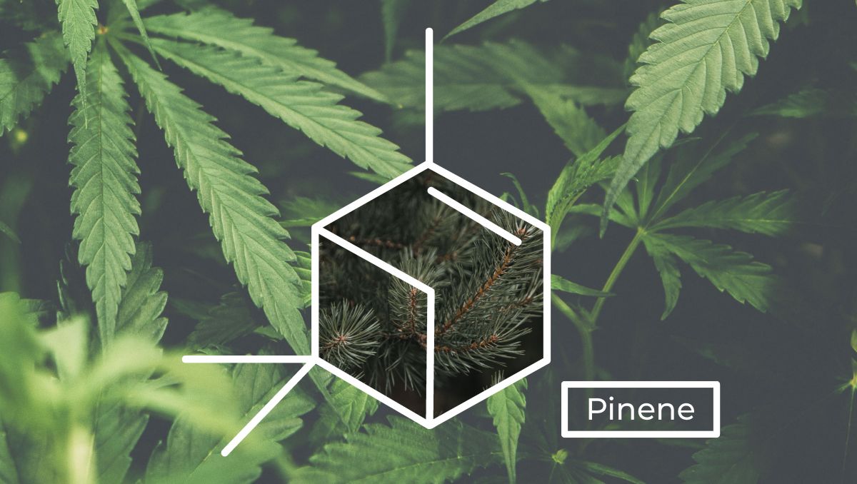 Pinene molecule structure.