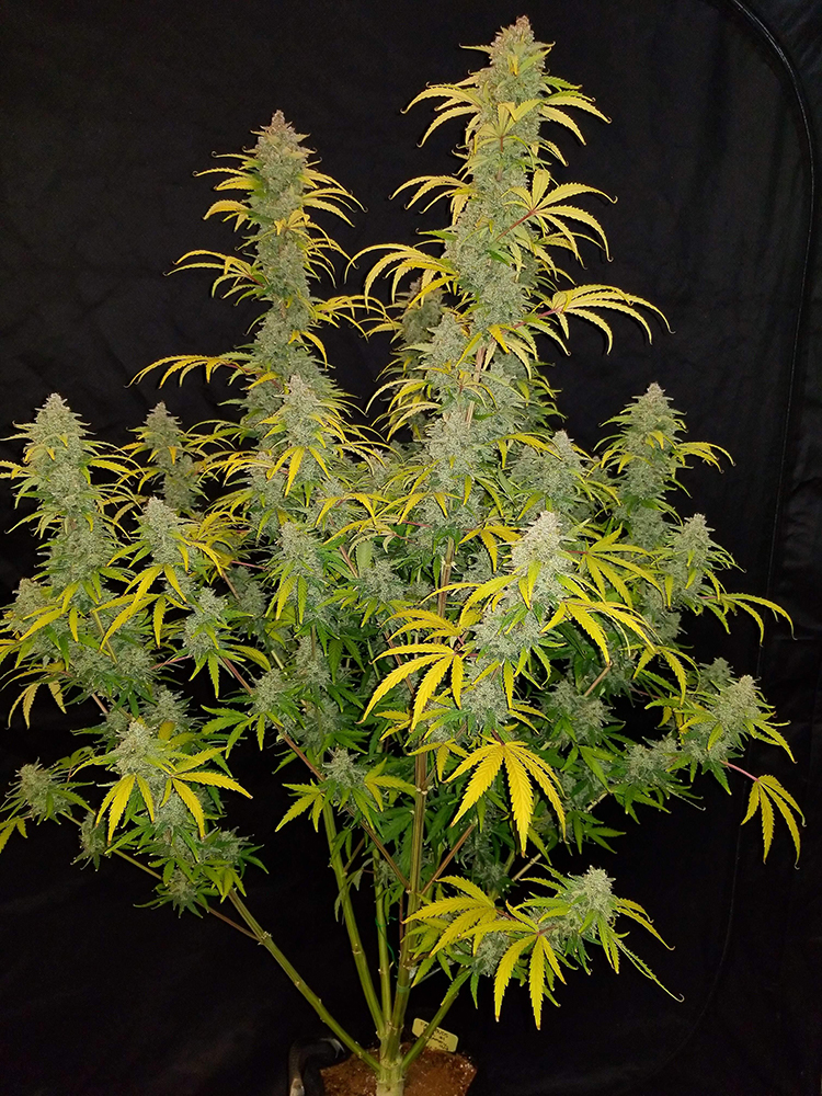 Fast Buds Blue Dream'Matic