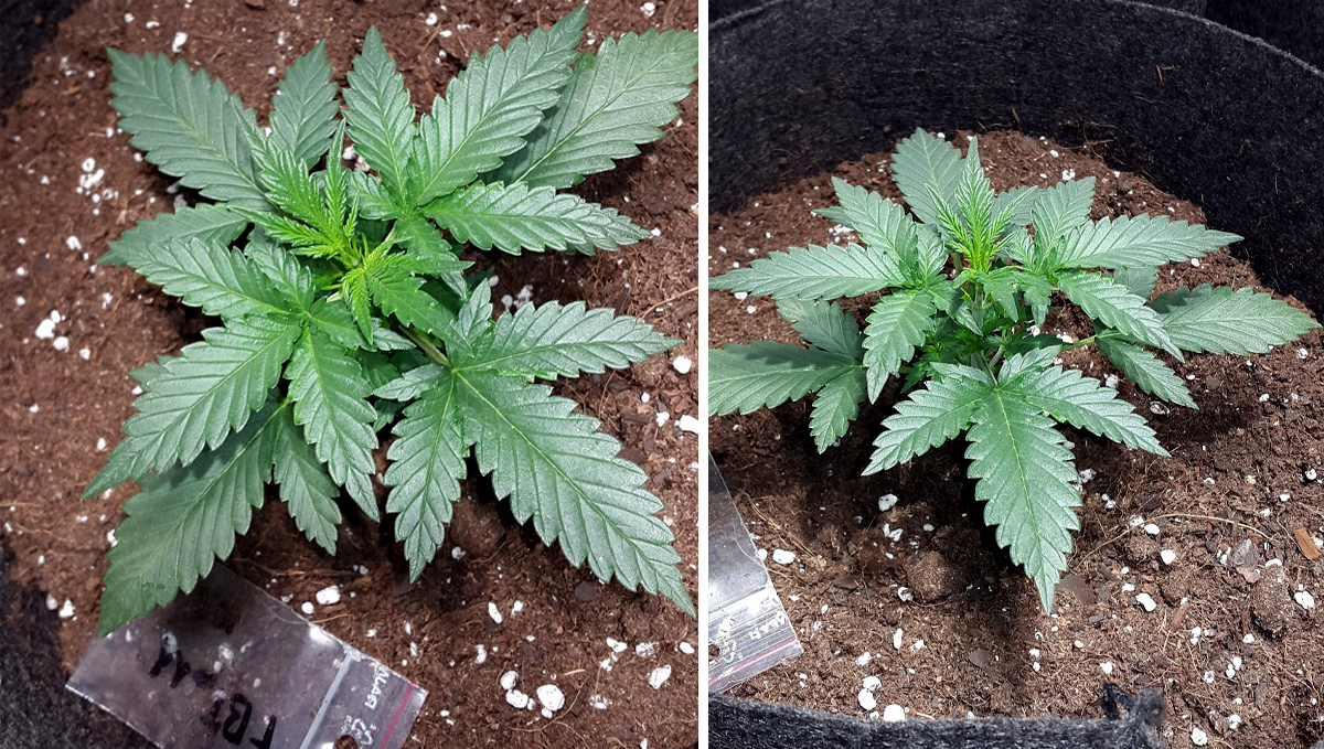 Northern Lights: week 3