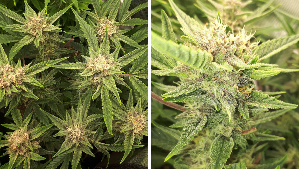 Strawberry Pie Auto Cannabis Strain Week-by-Week Guide: A ganja plant with maturing buds and many trichomes Strawberry Pie Auto Cannabis Strain Week-by-Week Guide: A ganja plant with maturing buds and many trichomes