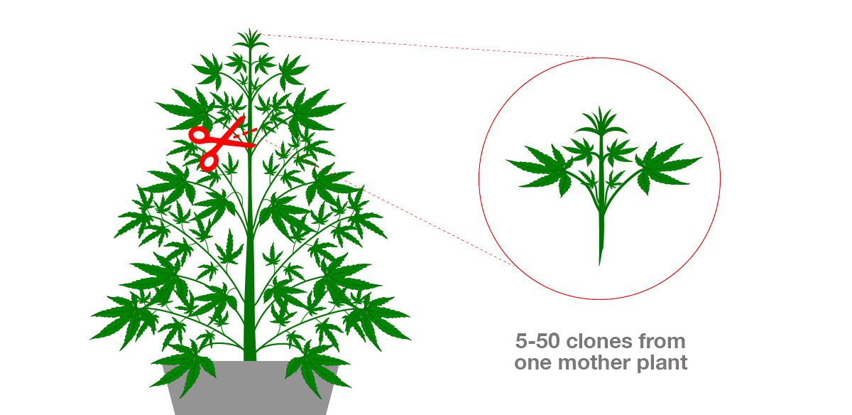 Can You Clone Autoflowering Plants?: What is Cloning Can You Clone Autoflowering Plants?: What is Cloning