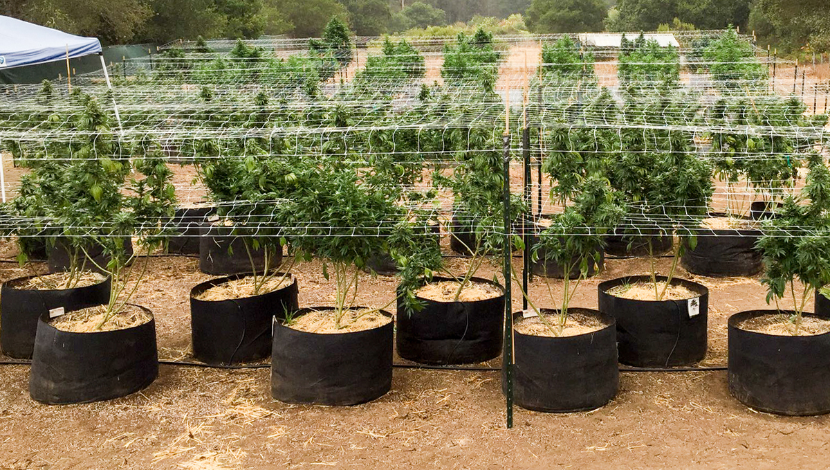 9 time-saving tips: easy access to plants