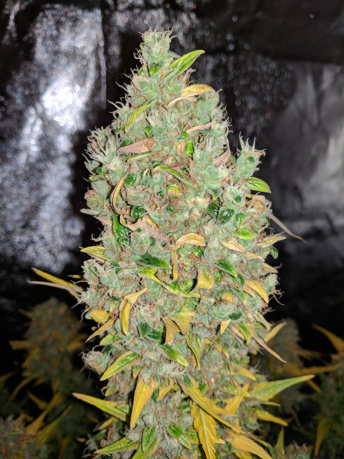 fastbuds GSC by Bricky.jpg