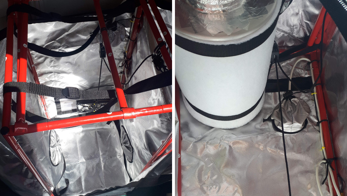 Strawberry Pie Auto Cannabis Strain Week-by-Week Guide: A 40x40x100cm Black Orchid grow tent and a carbon filter Strawberry Pie Auto Cannabis Strain Week-by-Week Guide: A 40x40x100cm Black Orchid grow tent and a carbon filter