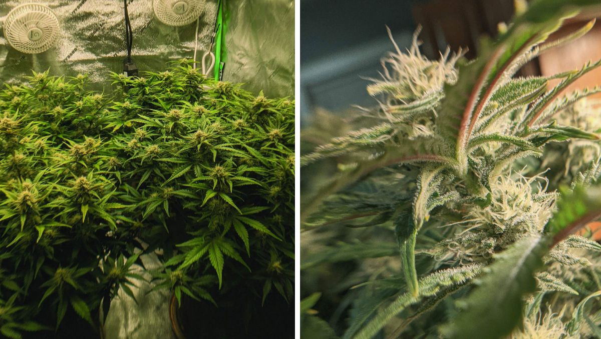 Gorilla Cookies Auto, guía semanal de la variedad: Floración a toda marcha Gorilla Cookies Auto, guía semanal de la variedad: Floración a toda marcha