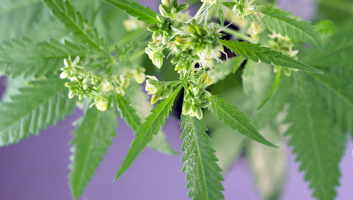 Deine Anleitung zur Cannabis-Blüte: Männliche Pollensäcke