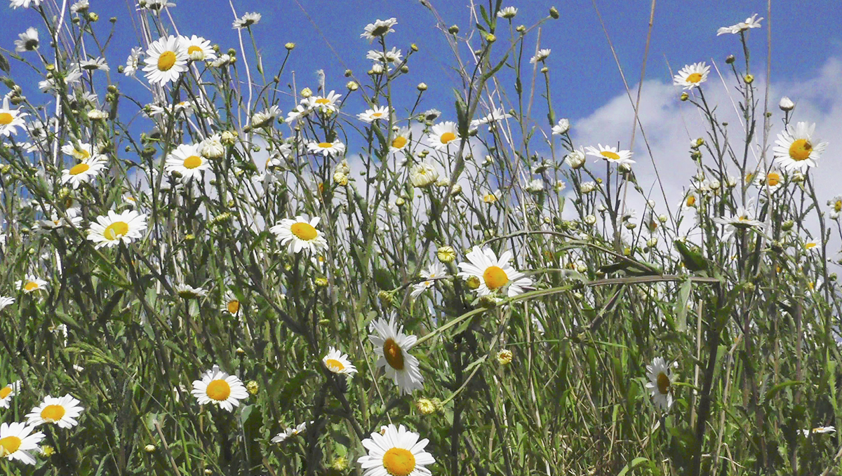 Chamomile is great for everything, even for blending it in your joints!