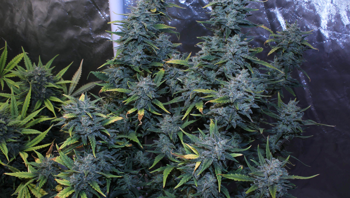 Chemdawg auto guide: history Chemdawg auto guide: history