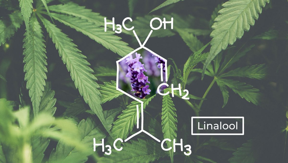 An illustration of linalool terpenes' molecular structure
