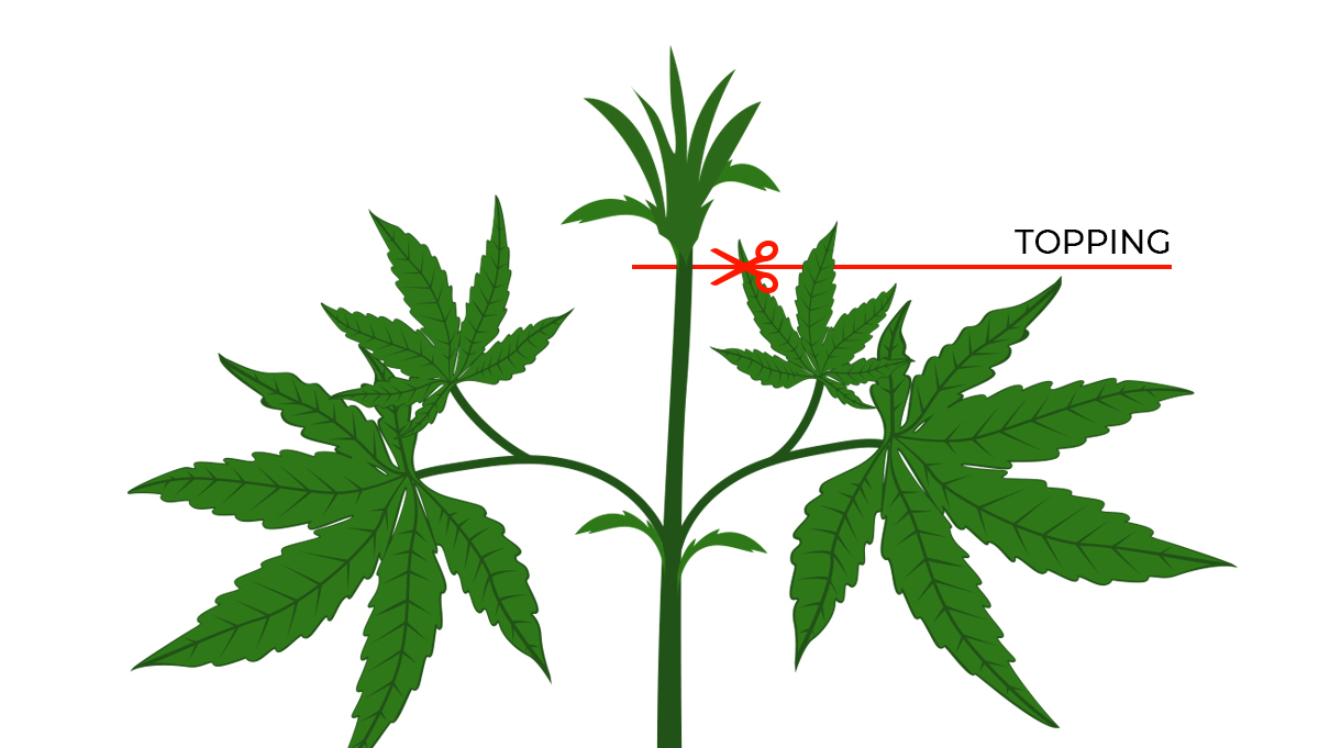 Top 4 Training Techniques To Maximize Autoflowering Cannabis Yields Fast Buds 8870