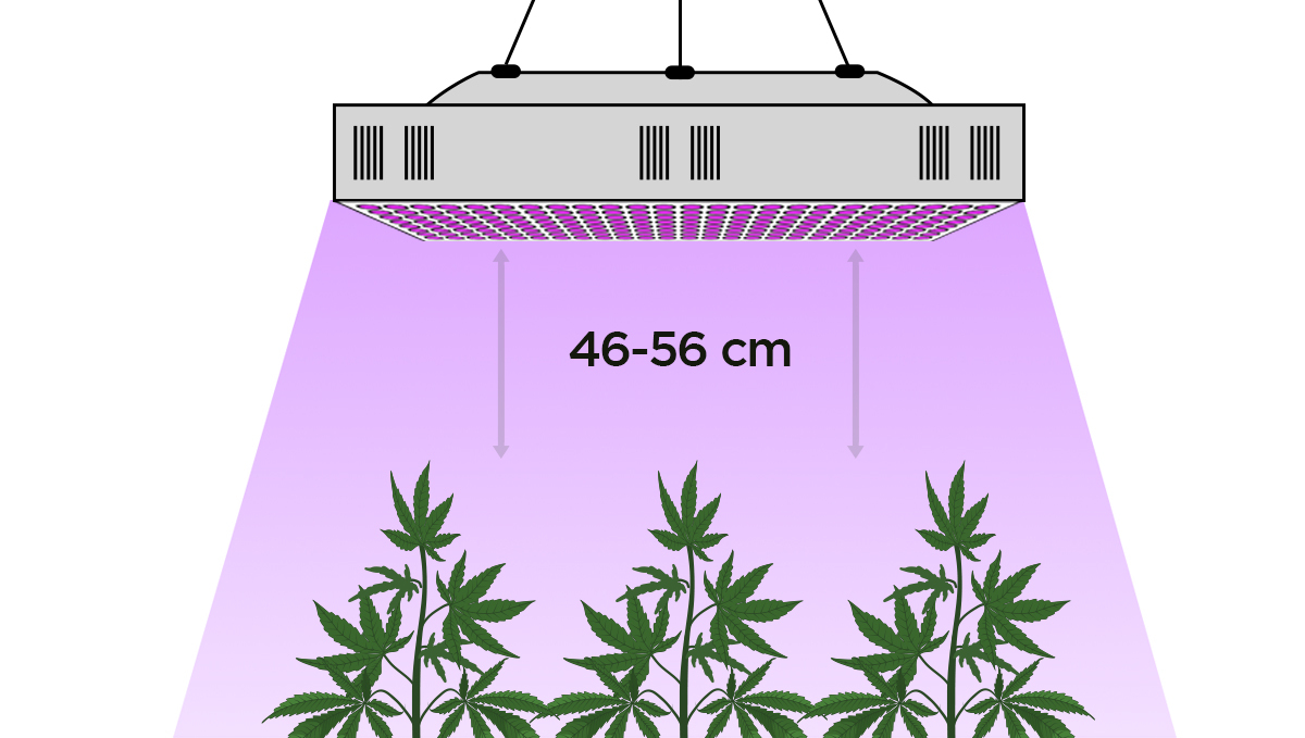 Grow Autoflowers with LEDs: distance